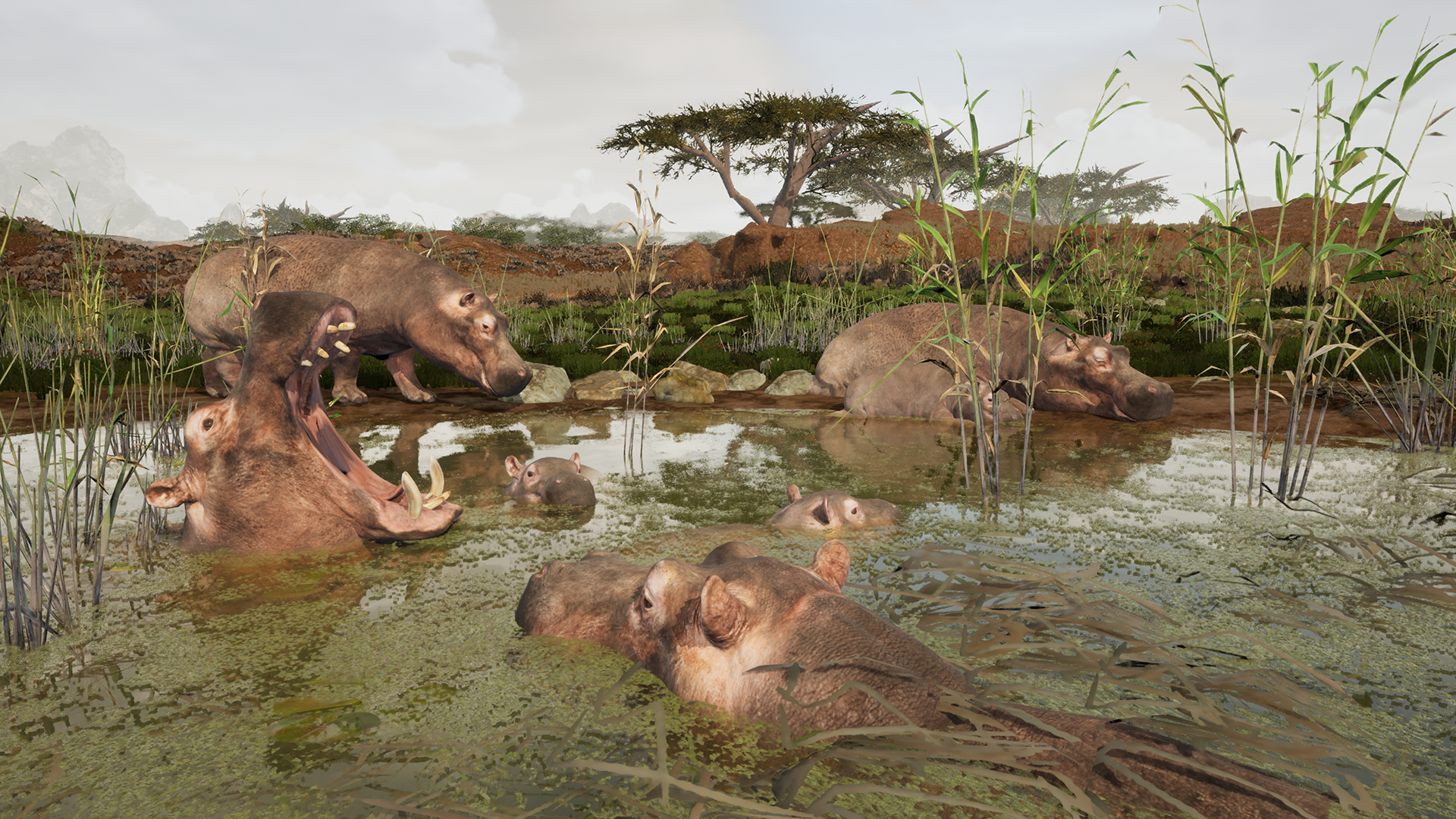 Hippo Gameplay